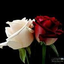 Profile picture of ‌رصان naser‌