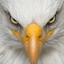Profile picture of ‌Adler‌