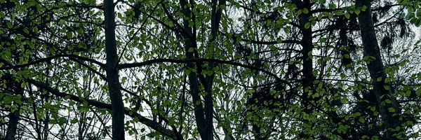 ‌Asal‌'s header picture