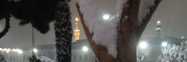 ‌نرگس ...‌'s header picture