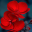 Profile picture of ‌حبیبی‌