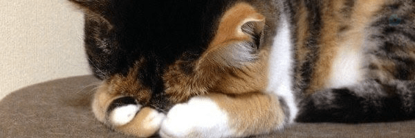 ‌𝗟𝗶𝘁𝘁𝗹𝗲 𝗸𝗶𝘁𝘁𝗲𝗻💕🐈‌'s header picture