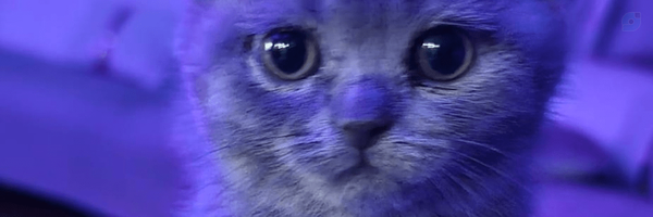 ‌tina 🦎niknejad‌'s header picture