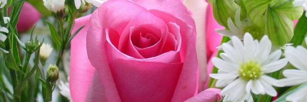 ‌علی روحی‌'s header picture
