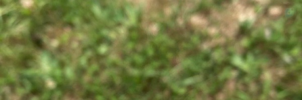 ‌Reyhane‌'s header picture