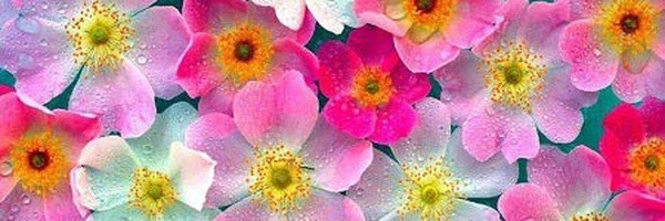 ‌🇮🇷 محسن پوراحمدخمينی‌'s header picture