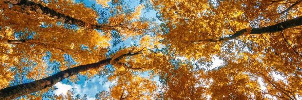 ‌هشآم‌'s header picture