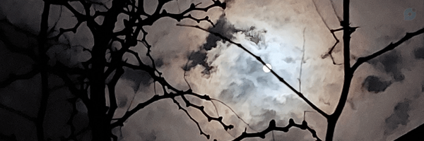 ‌Mehdi‌'s header picture