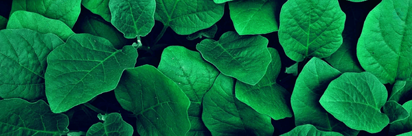 ‌OmidTaheri🌿‌'s header picture