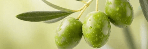 ‌مجید‌'s header picture