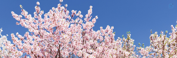 ‌☫ Sahar ☫‌'s header picture