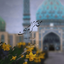 Profile picture of ‌banu‌