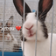 Profile picture of ‌𝙍𝘼𝘽𝘽𝙄𝙏‌