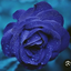 Profile picture of ‌مریم‌