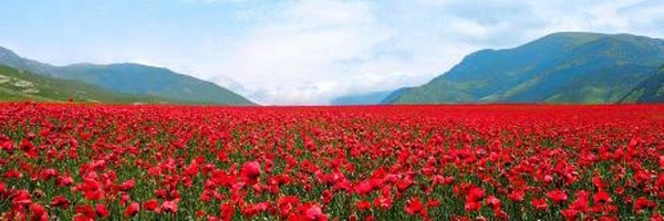 ‌شقایق‌'s header picture