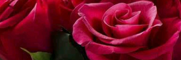 ‌محمد جواد رعیتی‌'s header picture