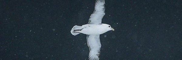 ‌پسر خوب‌'s header picture