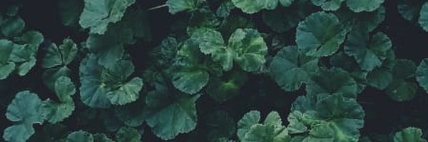 ‌⸤بِنۖٺ‌اݪحِيـدَࢪ⸣‌'s header picture
