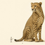 Profile picture of ‌Ya Heydar D‌