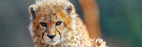 ‌علی صالحی‌'s header picture