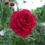 Profile picture of ‌صادق احمد زاده‌