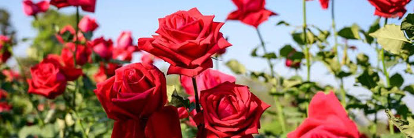 ‌طهورا سادات‌'s header picture