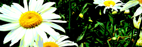 ‌حسن قاسمی‌'s header picture