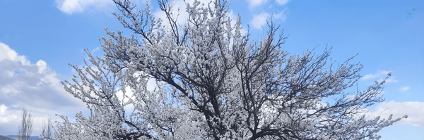 ‌محمدرضا سلیمی‌'s header picture