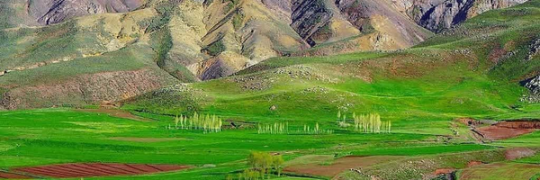 ‌Ali Alavi‌'s header picture