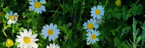 ‌𝓜𝓪𝓱𝓵𝓲𝓷‌'s header picture