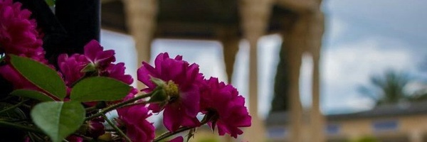 ‌Sanaz Ahmadi‌'s header picture