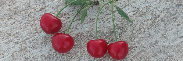 ‌Maknon. Tahmasbi‌'s header picture