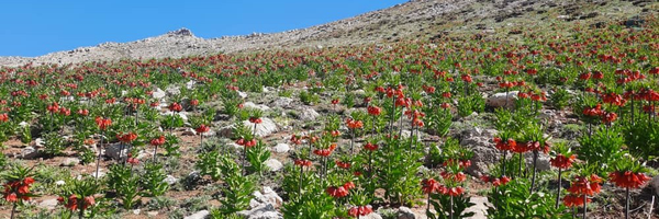 ‌عطر یاس‌'s header picture