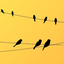 Profile picture of ‌احسان‌