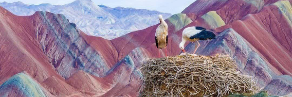 ‌سالار سلاری‌'s header picture