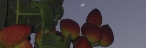 ‌رضا امیریان‌'s header picture