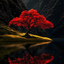 Profile picture of ‌𝒶𝓁𝒾‌