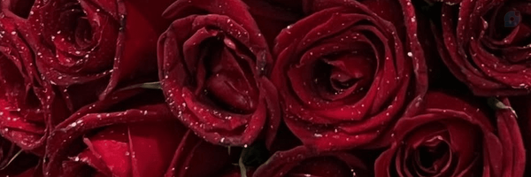 ‌zeynab Wg‌'s header picture