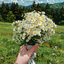 Profile picture of ‌صدیقه خانوم🌱‌
