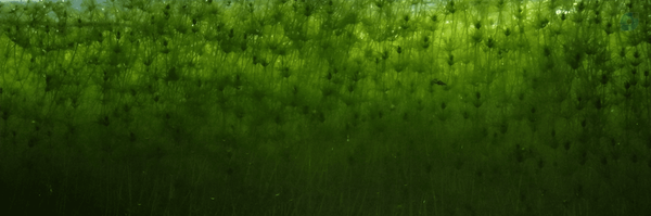 ‌شمس‌'s header picture