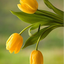 Profile picture of ‌سیده نفیس بهروزی‌