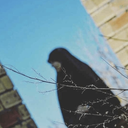 Profile picture of ‌زهره عارفی منش‌