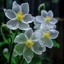 Profile picture of ‌Sadii‌