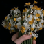 Profile picture of ‌◦•بانوی تیرماهی🕊️🇮🇷•◦‌
