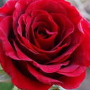 Profile picture of ‌مجتبی قائمی نیا‌