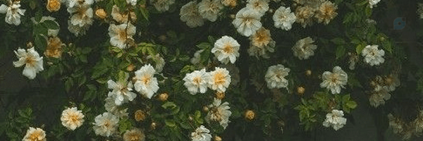 ‌زهرا بانو 💫‌'s header picture