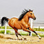Profile picture of ‌قشقایی وطن پرست‌