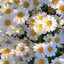 Profile picture of ‌𝐙𝐚𝐡𝐫𝐚‌