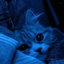 Profile picture of ‌ܦ̈ܠܥ̣ߺ یܟܿی  𝟬𝟬.𝟬𝟱 🩵‌