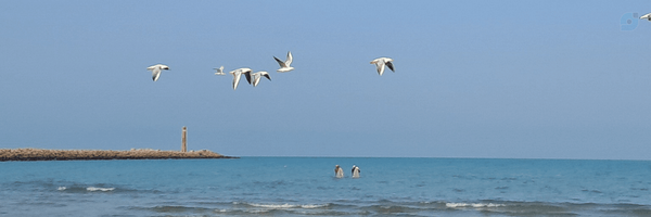 ‌محمد حیاتی‌'s header picture